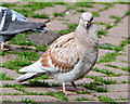 J3374 : Feral pigeons, Belfast (2013-1) by Albert Bridge