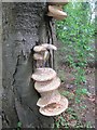 ST7171 : A fine crop of bracket fungi in a beech wood by Dr Duncan Pepper