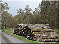 NH2925 : Timber stack beside road to Tomich by Trevor Littlewood