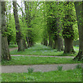 SE7169 : Paths and lime trees by Pauline E