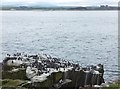 NU2135 : Guillemots on Inner Farne by Barbara Carr