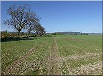  : Fields, near Groam Farm by Craig Wallace