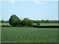 TL7920 : Wheat field near Cressing by Robin Webster