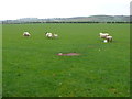 SP4052 : Sheep Pasture Near Fenny Compton. by Nigel Mykura