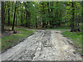 SU8864 : Path junction, Swinley Forest by Alan Hunt