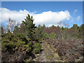 NH6890 : Regenerating woodland by Trevor Littlewood