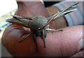 TL2601 : Poplar Hawkmoth (Laothoe populi) - head-on by Rob Farrow