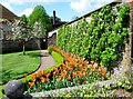 SU8612 : Orange tulips, West Dean Gardens by nick macneill