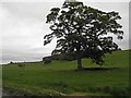 TA1701 : Cuxwold countryside the rolling Lincolnshire Wolds by Steve  Fareham