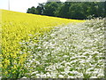 SU0018 : Sixpenny Handley: yellow and white on Garston Down by Chris Downer