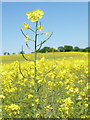 SU0018 : Sixpenny Handley: a rapeseed stalk stands out by Chris Downer