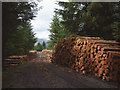 SD3295 : Freshly cut timber by the track, Grizedale Forest by Karl and Ali