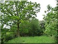 SK8918 : A gap in the old line at Cribb's Meadow by Christine Johnstone