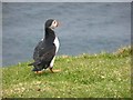 HP5916 : Puffin at Toolie by Oliver Dixon