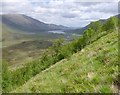 NH1119 : View across an exclosure, towards Loch Affric by Craig Wallace