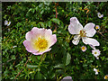 TQ2897 : Wild Roses, Trent Park, Cockfosters, Hertfordshire by Christine Matthews