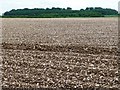 SE8256 : Hilltop field, south of Garrowby Reservoirs by Christine Johnstone