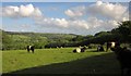 SX7176 : Belted Galloways above Widecombe by Derek Harper