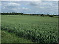 SK8371 : Crop field off Moor Lane by JThomas