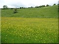 SD9078 : Contoured wildflowers in Langstrothdale by Christine Johnstone