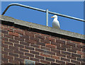 J3374 : Rooftop gull, Belfast (2013) by Albert Bridge