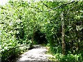 H4772 : Pathway, Mullaghmore by Kenneth  Allen