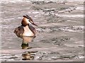 NZ2770 : Great Crested Grebe, Killingworth Lake by David Dixon