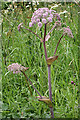 NJ2846 : Wild Angelica (Angelica sylvestris) by Anne Burgess