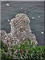 TA2173 : Nesting Gannets by derek dye