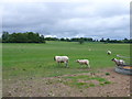 SP2743 : Sheep near The Clumps by Nigel Mykura