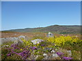 NO2799 : Purple heather and ladys bedstraw (Galium verum) by Alan O'Dowd