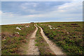 NO5886 : Track near Corlach Hill by William Starkey