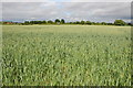 SO8239 : Wheatfield near Lower Hook by Philip Halling