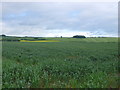 SU1977 : Wheatfield at Lower Upham by Nigel Mykura