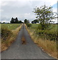 SO0864 : Entrance drive to Springfield Farm NE  of  Llandrindod Wells by Jaggery