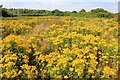 SJ2384 : Dawpool Nature Reserve by Jeff Buck