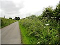 NZ3247 : Wild flowers along Mark's Lane by Robert Graham