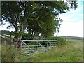 NY2078 : Row of trees near Stockbridgehill by Oliver Dixon