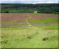 SE8292 : Skelton Tower on Levisham Moor by Scott Robinson