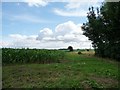 TF3164 : Southern edge of a corn [maize] field by Christine Johnstone