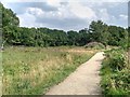 SJ8381 : Path Across Lindow common by David Dixon