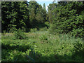 SU9941 : Winkworth Arboretum wetlands by Alan Hunt