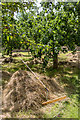 TL3351 : Hay in the Orchard, Wimpole Hall, Cambridgeshire by Christine Matthews