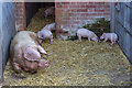 TL3451 : Sow and Piglets, Home Farm, Wimpole Hall, Cambridgeshire by Christine Matthews