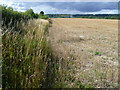 TQ6962 : Field alongside Ladds Lane by Marathon