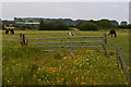 TR0862 : Horses in field behind Thanet Way Services by David Martin