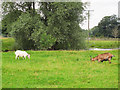 SJ9921 : Young goats by the millpond by Stephen Craven