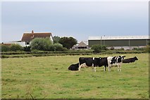  : Cows near Laurel Farm by Oast House Archive