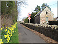 NT9355 : Daffodils at Foulden  by Stephen Craven