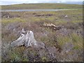 NG9190 : Tree Stump by Mick Garratt